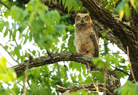 Bird on branch